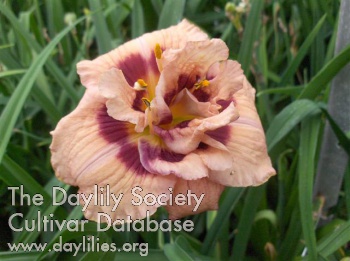 Daylily Your Angel